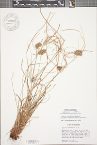 Cyperus retroflexus image