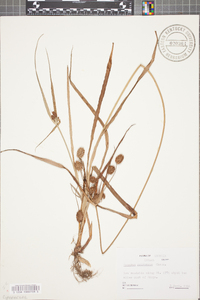 Cyperus retrorsus image