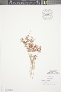 Cyperus rotundus image