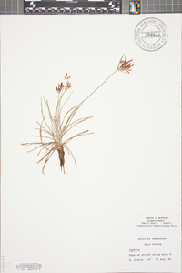 Cyperus rotundus image