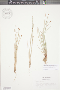 Eleocharis ovata image