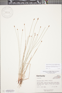 Eleocharis ovata image