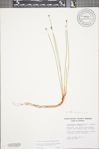 Eleocharis ovata image