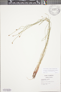 Eleocharis ovata image