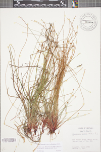 Eleocharis ovata image