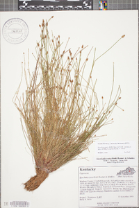 Eleocharis ovata image