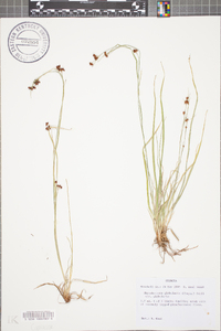 Rhynchospora globularis image