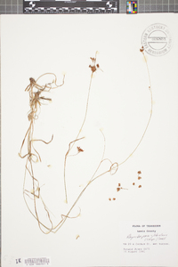 Rhynchospora globularis image