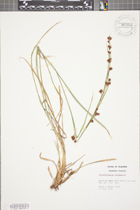 Rhynchospora glomerata image