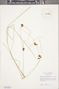 Rhynchospora glomerata image