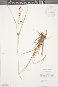 Rhynchospora glomerata image