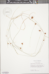 Rhynchospora gracilenta image