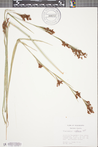 Rhynchospora caduca image