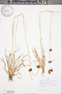 Rhynchospora compressa image