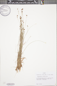 Rhynchospora debilis image