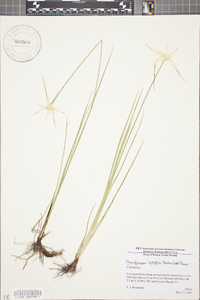 Rhynchospora latifolia image