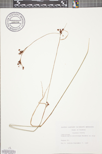 Rhynchospora microcarpa image