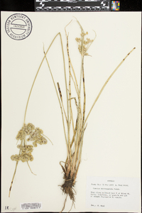 Cyperus surinamensis image