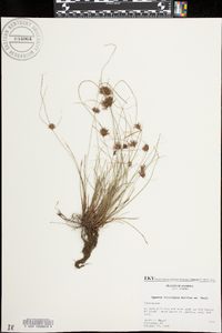 Cyperus floridanus image