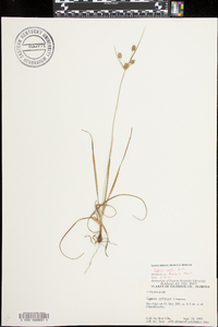 Cyperus nashii image