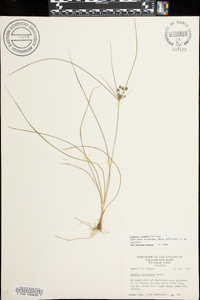 Cyperus nashii image