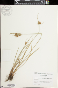 Cyperus ovatus image