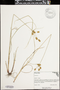 Cyperus ovatus image