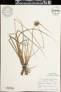 Cyperus planifolius image