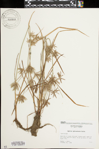 Cyperus sphacelatus image