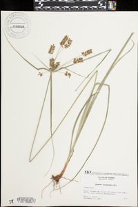 Cyperus tetragonus image