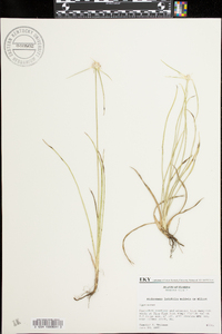 Dichromena latifolia image