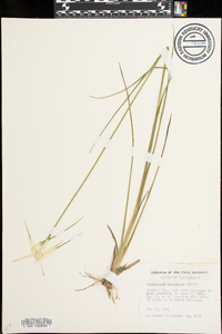 Dichromena latifolia image