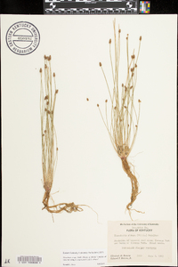 Eleocharis ovata image