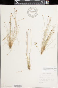 Eleocharis ovata image