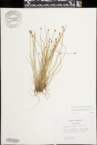 Eleocharis ovata image