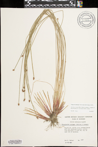 Eleocharis ovata image