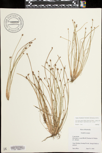 Eleocharis ovata image