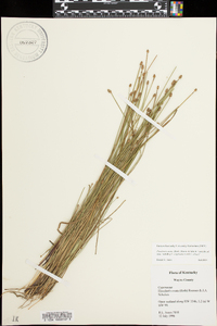 Eleocharis ovata image