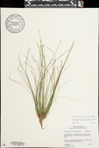 Eleocharis ovata image