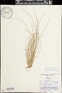 Eleocharis ovata image