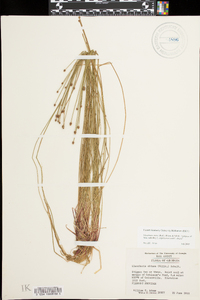 Eleocharis ovata image