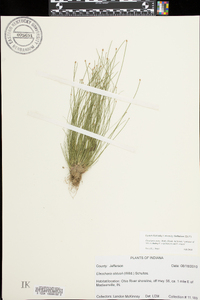 Eleocharis ovata image