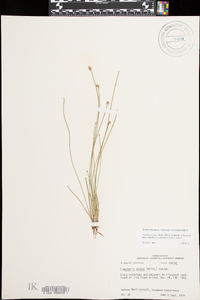 Eleocharis ovata image