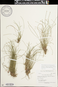 Eleocharis ovata image