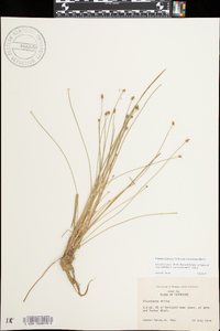 Eleocharis ovata image