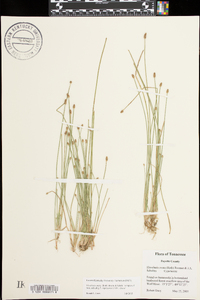 Eleocharis ovata image