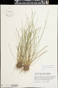 Eleocharis ovata image