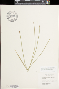 Eleocharis ovata image