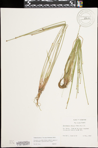 Eleocharis ovata image