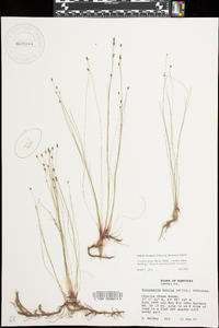 Eleocharis tenuis image